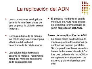 La replicación del ADN
 Los cromosomas se duplican
durante la interfase, antes de
que empiece la división celular
(mitosis).
 Como resultado de la mitosis,
las células hijas reciben copias
idénticas del material
hereditario de la célula madre.
 Las células hijas formadas
durante la meiosis, recibirán la
mitad del material hereditario
de la célula parental.
 El proceso mediante el cual la
molécula de ADN hace copias
de sí misma (cromosomas) se
llama replicación del ADN.
Pasos de la replicación del ADN:
1. La doble hélice se desdobla de
manera que las dos cadenas de
nucleótidos quedan paralelas.
Se rompen los enlaces entre las
bases de las moléculas de ADN.
Las dos cadenas de nucleótidos
se separan, empezando en un
extremo y abriéndose hasta el
otro.
 