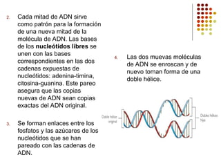 2. Cada mitad de ADN sirve
como patrón para la formación
de una nueva mitad de la
molécula de ADN. Las bases
de los nucleótidos libres se
unen con las bases
correspondientes en las dos
cadenas expuestas de
nucleótidos: adenina-timina,
citosina-guanina. Este pareo
asegura que las copias
nuevas de ADN sean copias
exactas del ADN original.
3. Se forman enlaces entre los
fosfatos y las azúcares de los
nucleótidos que se han
pareado con las cadenas de
ADN.
4. Las dos muevas moléculas
de ADN se enroscan y de
nuevo toman forma de una
doble hélice.
 