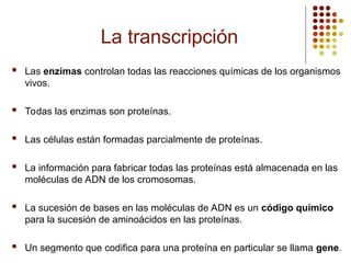 La transcripción
 Las enzimas controlan todas las reacciones químicas de los organismos
vivos.
 Todas las enzimas son proteínas.
 Las células están formadas parcialmente de proteínas.
 La información para fabricar todas las proteínas está almacenada en las
moléculas de ADN de los cromosomas.
 La sucesión de bases en las moléculas de ADN es un código químico
para la sucesión de aminoácidos en las proteínas.
 Un segmento que codifica para una proteína en particular se llama gene.
 
