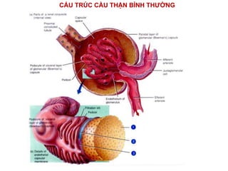 CẤU TRÚC CẦU THẬN BÌNH THƯỜNG
 