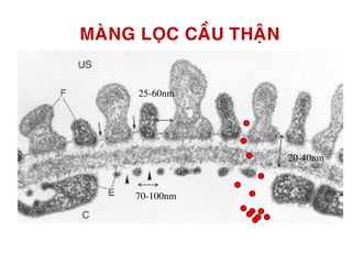 MAØNG LOÏC CAÀU THAÄN
70-100nm
25-60nm
20-40nm
 