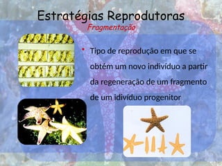 Estratégias Reprodutoras
Fragmentação
• Tipo de reprodução em que se
obtém um novo indivíduo a partir
da regeneração de um fragmento
de um idivíduo progenitor
 