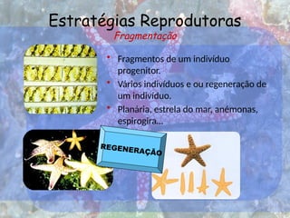 Estratégias Reprodutoras
Fragmentação
• Fragmentos de um indivíduo
progenitor.
• Vários indivíduos e ou regeneração de
um indivíduo.
• Planária, estrela do mar, anémonas,
espirogira…
REGENERAÇÃO
 