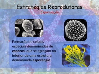 Estratégias Reprodutoras
Esporulação
• Formação de celulas
especiais denominadas de
esporos, que se agregam no
interior de uma estrutura
denominada esporângio
 