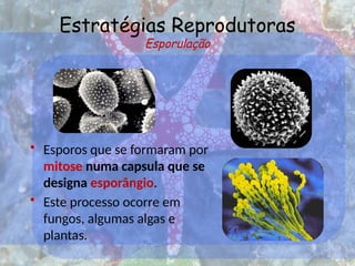 Estratégias Reprodutoras
Esporulação
• Esporos que se formaram por
mitose numa capsula que se
designa esporângio.
• Este processo ocorre em
fungos, algumas algas e
plantas.
 