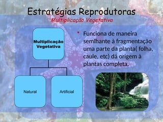 Estratégias Reprodutoras
Multiplicação Vegetativa
• Funciona de maneira
semlhante à fragmentação
uma parte da planta( folha,
caule, etc) dá origem à
plantas completa.
Multiplicação
Vegetativa
Natural Artificial
 