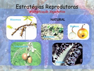 Estratégias Reprodutoras
Multiplicação Vegetativa
NATURAL
Rizomas
Bolbos
Estolhos
Tubérculos
Folhas
 