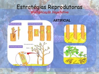 Estratégias Reprodutoras
Multiplicação Vegetativa
ARTIFICIAL
 