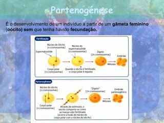 Partenogénese
É o desenvolvimento de um indivíduo a partir de um gâmeta feminino
(oócito) sem que tenha havido fecundação.
 