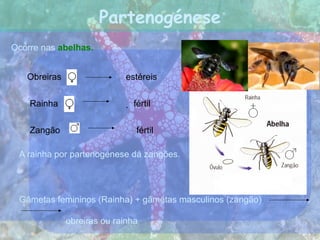 Partenogénese
Gâmetas femininos (Rainha) + gâmetas masculinos (zangão)
obreiras ou rainha
Ocorre nas abelhas.
Obreiras estéreis
Rainha
fértil
 fértil
A rainha por partenogénese dá zangões.
Zangão
 