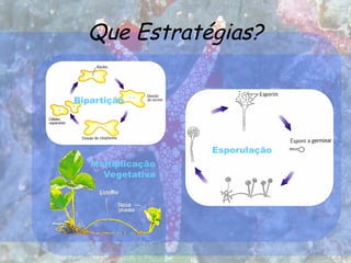 Que Estratégias?
Bipartição
Esporulação
Multiplicação
Vegetativa
 