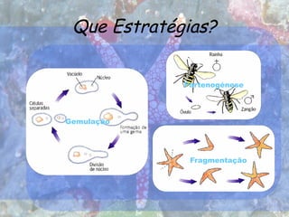Que Estratégias?
Gemulação
Partenogénese
Fragmentação
 