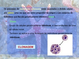 Os processos de reprodução assexuada estão associados à divisão celular
por mitose uma vez que um único progenitor dá origem a um conjunto de
indivíduos que lhe são geneticamente idênticos (clones).
 Clone
Grupo de células geneticamente idênticas, e descendentes de uma
só célula inicial.
Também se aplica a uma linhagem de indivíduos geneticamente
idênticos.
CLONAGEM
 