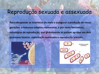 Reprodução sexuada e assexuada
• Para ultrapassar as incertezas do meio e assegurar a produção de novas
gerações, a Natureza adaptou numerosas, e por vezes fantásticas,
estratégias de reprodução, que globalmente se podem agrupar em dois
processos básicos: reprodução assexuada e reprodução sexuada.
 