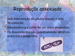 Reprodução assexuada
• Sem intervenção de células sexuais e sem
fecundação;
• Descendência a partir de um único progenitor.
• Os descendentes são geneticamente idênticos
entre si e o progenitor.
 