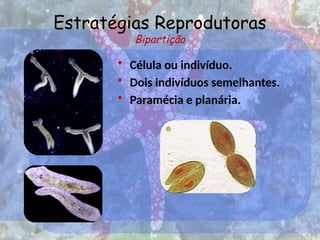Estratégias Reprodutoras
Bipartição
• Célula ou indivíduo.
• Dois indivíduos semelhantes.
• Paramécia e planária.
 
