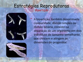 Estratégias Reprodutoras
Bipartição
• A bipartição, também denominada
cissiparidade, divisão simples ou
divisão binária, consiste na
separação de um organismo em dois
indivíduos de tamanho semelhante,
que crescem e atingem as
dimensões do progenitor.
 