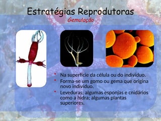 Estratégias Reprodutoras
Gemulação
• Na superfície da célula ou do indivíduo.
• Forma-se um gomo ou gema que origina
novo indivíduo.
• Leveduras; algumas esponjas e cnidários
como a hidra; algumas plantas
superiores.
 