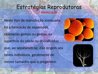 Estratégias Reprodutoras
Gemulação
• Neste tipo de reprodução assexuada
há a formação de expansões,
chamadas gomos ou gemas, na
superfície da célula ou do indivíduo
que, ao separarem-se, dão origem aos
novos indivíduos, geralmente de
menor tamanho que o progenitor.
 