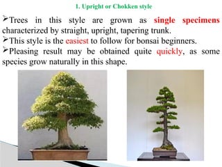 4. Preparation and Maintenance of Bonsai.pptx