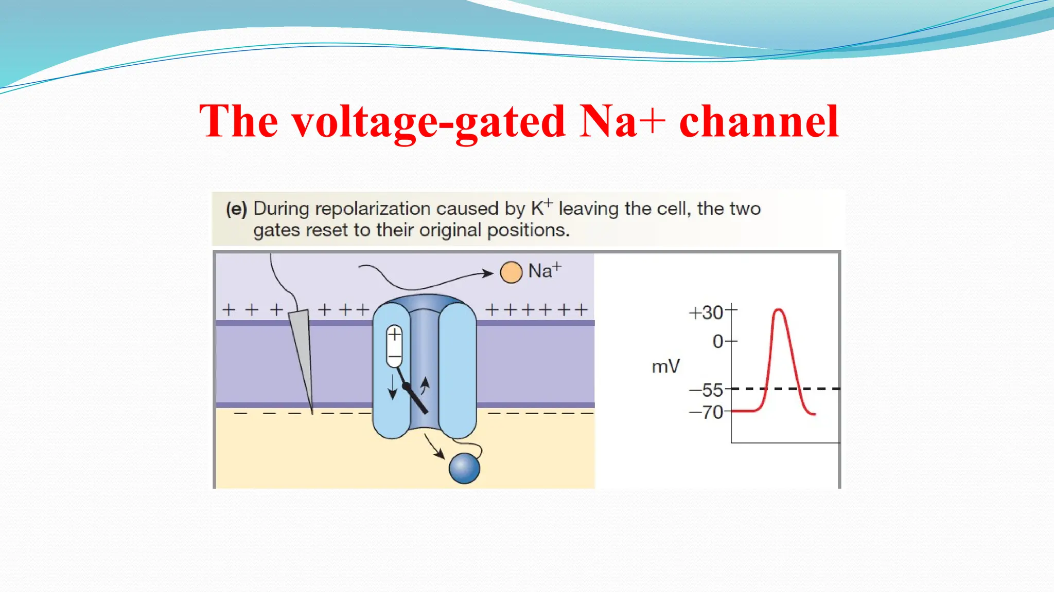 4. Membrane Potential and Action Potential (1).pptx