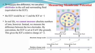 4. Membrane Potential and Action Potential (1).pptx