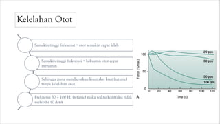 Kelelahan Otot
Semakin tinggi frekuensi = otot semakin cepat lelah
Semakin tinggi frekuensi = kekuatan otot cepat
menurun
Sehingga guna mendapatkan kontraksi kuat (tetanic)
tanpa kelelahan otot
Frekuensi 50 – 100 Hz (tetanic) maka waktu kontraksi tidak
melebihi 10 detik
 