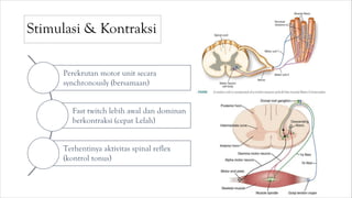 Stimulasi & Kontraksi
Perekrutan motor unit secara
synchronously (bersamaan)
Fast twitch lebih awal dan dominan
berkontraksi (cepat Lelah)
Terhentinya aktivitas spinal reflex
(kontrol tonus)
 