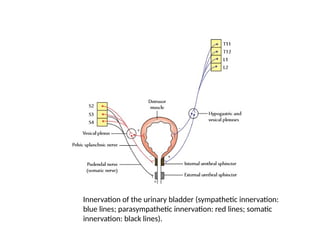 Bladder Innervation 4.URINARY BLADDER AND URETHRA human anatomy.pptx