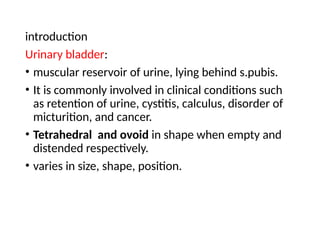 Distented Bladder 4.URINARY BLADDER AND URETHRA human anatomy.pptx