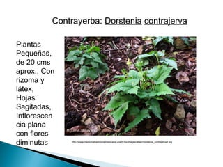 caracteristicas clave de para el buen uso HAMAMELIDAE | PPT