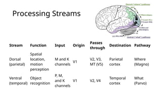 4. Visual Processing in the Extrastriate Cortex.pptx