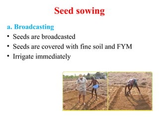 4. Nursery raising of fruits and vegetable crops.pptx