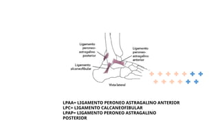 LPAA= LIGAMENTO PERONEO ASTRAGALINO ANTERIOR
LPC= LIGAMENTO CALCANEOFIBULAR
LPAP= LIGAMENTO PERONEO ASTRAGALINO
POSTERIOR
 