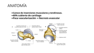 ANATOMÍA
→Carece de inserciones musculares y tendinosas.
→60% cubierto de cartilago
→Poca vascularización Necrosis avascular
→
 