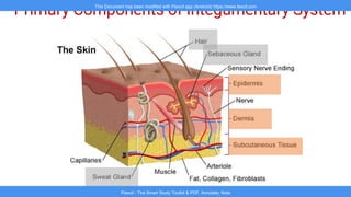Introduction to the Integumentary System: Skin, Hair, and Nails” | PPT