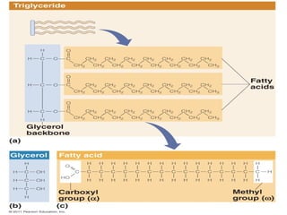 4. Triglycerides.pptx.pptx bu jj book oc hhc | PPTX