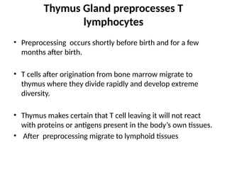 Thymus Gland preprocesses T
lymphocytes
• Preprocessing occurs shortly before birth and for a few
months after birth.
• T cells after origination from bone marrow migrate to
thymus where they divide rapidly and develop extreme
diversity.
• Thymus makes certain that T cell leaving it will not react
with proteins or antigens present in the body’s own tissues.
• After preprocessing migrate to lymphoid tissues
 