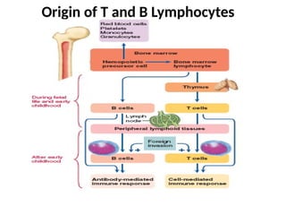 Origin of T and B Lymphocytes
 