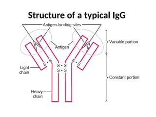 Structure of a typical IgG
 