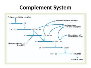 Complement System
 