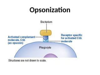 Opsonization
 