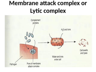 Membrane attack complex or
Lytic complex
 