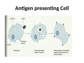 Antigen presenting Cell
 