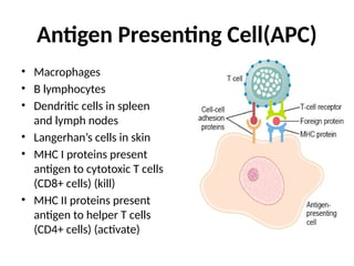 Antigen Presenting Cell(APC)
• Macrophages
• B lymphocytes
• Dendritic cells in spleen
and lymph nodes
• Langerhan’s cells in skin
• MHC I proteins present
antigen to cytotoxic T cells
(CD8+ cells) (kill)
• MHC II proteins present
antigen to helper T cells
(CD4+ cells) (activate)
 