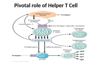 Pivotal role of Helper T Cell
 