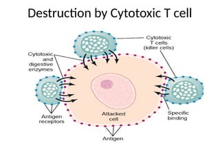 Destruction by Cytotoxic T cell
 