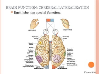 4.Organization and Functions of the Nervous System.pptx