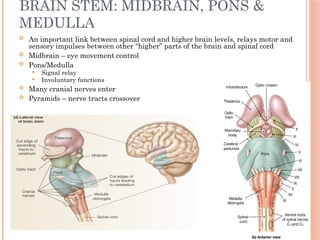 4.Organization and Functions of the Nervous System.pptx