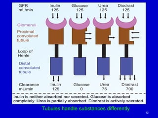12
Tubules handle substances differently
 